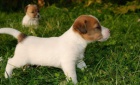 Jack Russell Terrier-�t���tka