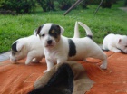 Jack Russel teri�r - prod�m �t��ata JRT