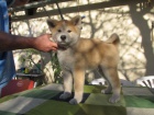 Akita Inu s PP Akita Inu s PP