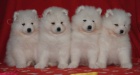 Samojed �t��ata s PP