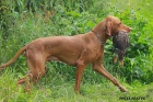 Chovn pes "U" Ch.Artie Star Moravia