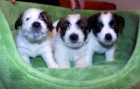 Jack Russell teriér - štěňata s PP Jack Russell teriér - štěňata s PP