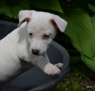 kr�sn� �t���tka jrt jack russell terier