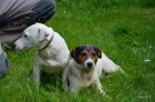 kr�sn� �t���tka jrt jack russell terier