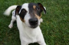 Jack Russell Teri�r - s PP