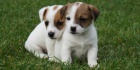 Jack Russell Teri�r - s PP