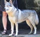 �eskoslovensk� vl��k -�t��ata s PP