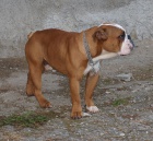 Anglick� buldok, English Bulldog, buldog