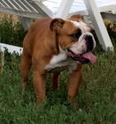 Anglick� buldok, English Bulldog, buldog