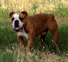 Anglick� buldok, English Bulldog, buldog
