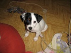 Jack Russell Teriér Jack Russell Teriér