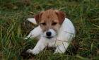 Jack Russell Teriér - nádherná štěňátka Jack Russell Teriér - nádherná štěňátka