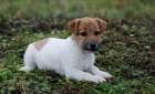 Jack Russell Teri�r - n�dhern� �t���tka