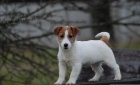 Jack Russell Teri�r - n�dhern� �t���tka