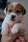 Jack Russell Terier s PP Jack Russell Terier s PP