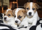 Jack Russell Terier s PP