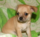 �ivava kr�tkosrst�