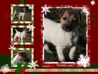 Jack Russell s PP - pejsek Jack Russell s PP - pejsek