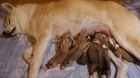 Akita Inu štěňátka Akita Inu štěňátka