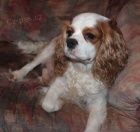 �t�n� Kaval�r KKCHS BH pejsek s PP ihned k odb�ru