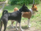Basenji �t�n�