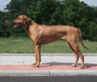 Rhod�sk� Ridgeback - �t���tka s PP