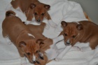Basenji �t��ata