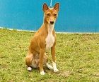 Basenji �t��ata