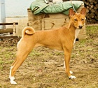 Basenji �t��ata