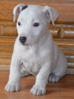poslední pejsek jack russell terier poslední pejsek jack russell terier