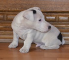 posledn� pejsek jack russell terier
