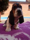 Basset Hound, Basset, Baset Basset Hound, Basset, Baset