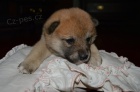 �t��ata SHIBA - INU s PP