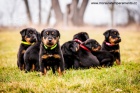 Beauceron �t��ata s PP ze zahrani�n�ho kryt�