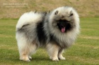 Keeshond / vl�� �pic prod�m �t��ata s PP