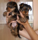 jork��rsk� terier s pp