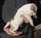 Staroanglick� mini buldok �t��ata