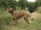 �t��ata rhodesk�ho ridgebacka s PP