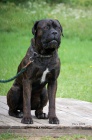�t���tka Cane Corso s PP