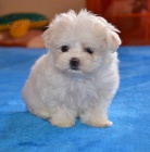 Maltzek (Maltzsk psk)-luxusn ttka s PP