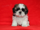 Shih-tzu, i-tzu ttka s PP
