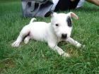 Prod�m  Mini Bull Teri�r �tenata