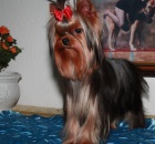 Jork��rsk� terier