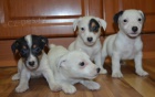 štěňátka jack russell terier štěňátka jack russell terier