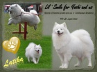 Kvalitn� �teniatka SAMOJED