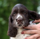 Anglick� �pringr�pan�l - �t���tka s PP