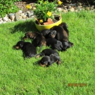 Prod�m n�dhern� �t���tka jezev��k�