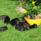 Prod�m n�dhern� �t���tka jezev��k�