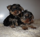 jork��r, yorkshire teri�r