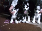 Sibirsk husky tenata.